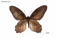 藏品(曙鳳蝶)的圖片